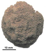 Brachymeandra delphinensis Alloiteau, 1957, holotype