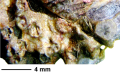 Heterocoenia exigua (Michelin, 1847), lectotype, close-up