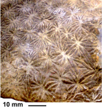 Lamellofungia rennensis Alloiteau,1957 holotype