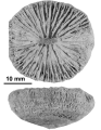 Vaughanoseris catadupensis Wells, 1934, holotype