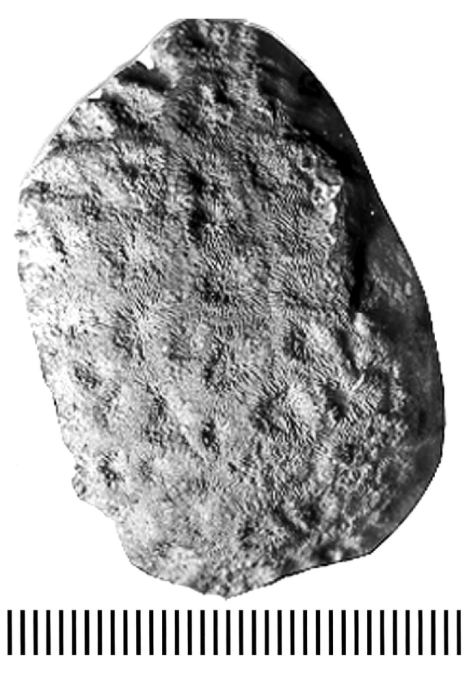 Ellipsocoenia regularis d'Orbigny, 1850, syntype Ellipsocoenia regularis d'Orbigny, 1850, syntype