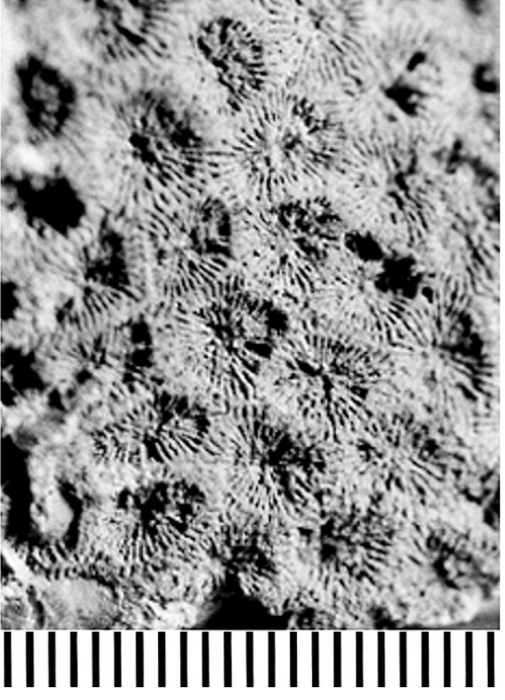 Ellipsocoenia stricta (Milne Edwards & Haime, 1849), holotype Ellipsocoenia stricta (Milne Edwards & Haime, 1849), holotype
