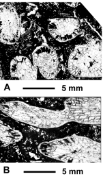 Liptodendron grossi Eliasova, 1991, holotype, photographs courtesy Dr. Eliasova