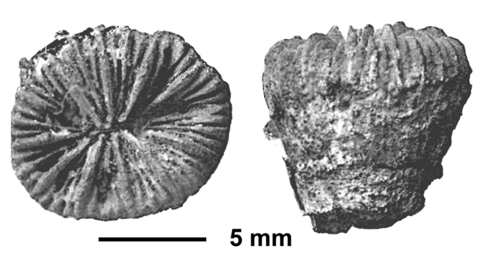 Lophosmilia cenomana (Michelin, 1845), as figured in Alloiteau (1941)