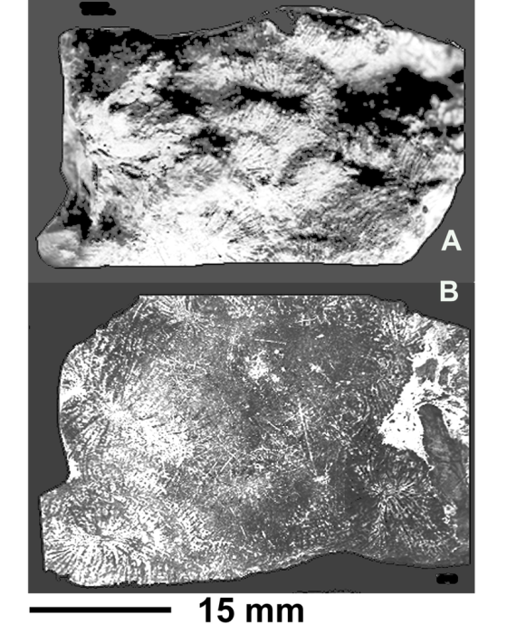 Trechmannaria montanaroae Wells, 1935, holotype R-30284, upper surface view (A), polished surface (B) Trechmannaria montanaroae Wells, 1935, holotype R-30284, upper surface view (A), polished surface (B)
