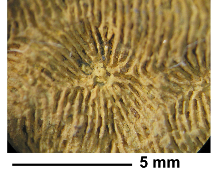 Vallimeandra explanata (de Fromentel, 1857), holotype, close-up