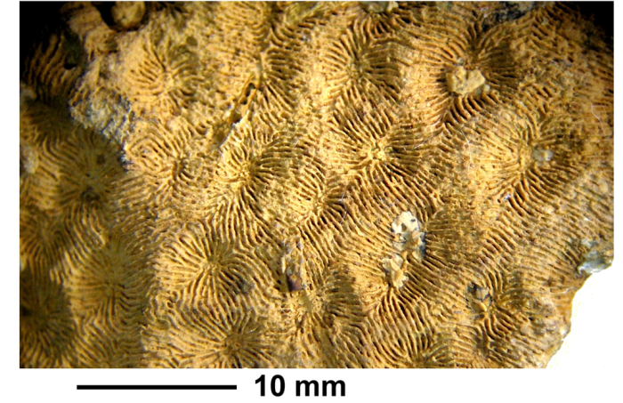 Vallimeandra explanata (de Fromentel, 1857), holotype