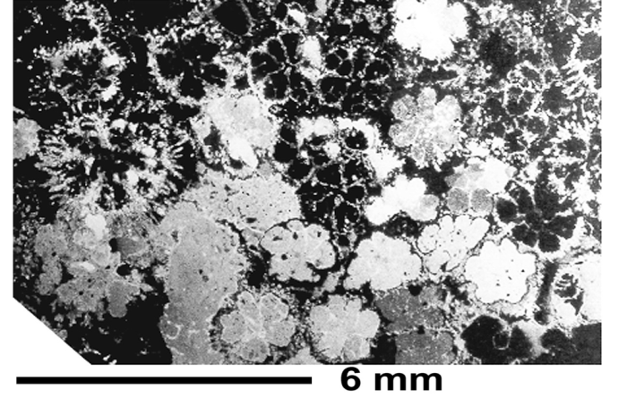 Paronastraea clemens (Eliasova, 1996), holotype, photograph courtesy Dr. Eliasova