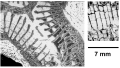 Strotogyra angusti Turnsek, 1992, holotype, photographs courtesy Dr. Turnsek