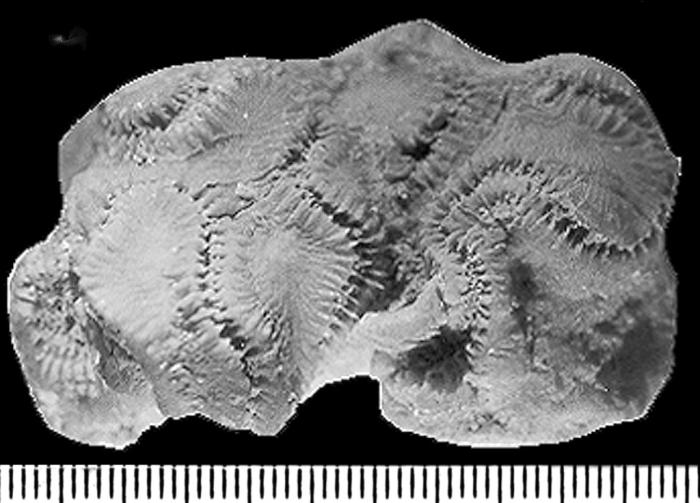 Pachygyra daedalea Reuss, 1854, holotype