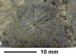 Rhizangia hoernesi Reuss, 1864, holotype