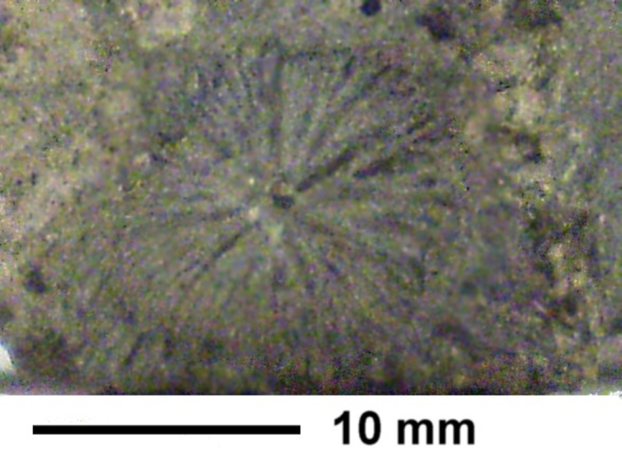 Rhizangia hoernesi Reuss, 1864, holotype