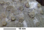 Rhizangia michelini Reuss,1854, syntype, polyps encrusting Cunnolites