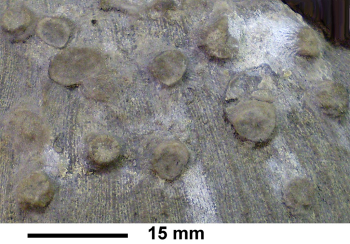 Rhizangia michelini Reuss,1854, syntype, polyps encrusting Cunnolites