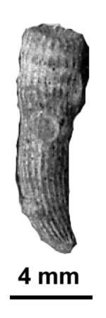 Stephanosmilia madagascariensis Alloiteau, 1958, holotype