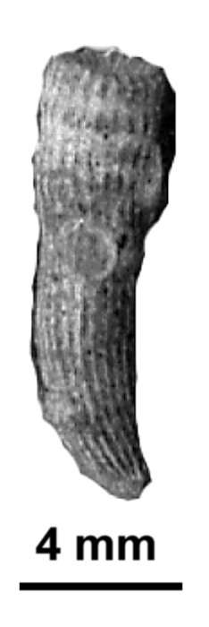 Stephanosmilia madagascariensis Alloiteau, 1958, holotype Stephanosmilia madagascariensis Alloiteau, 1958, holotype