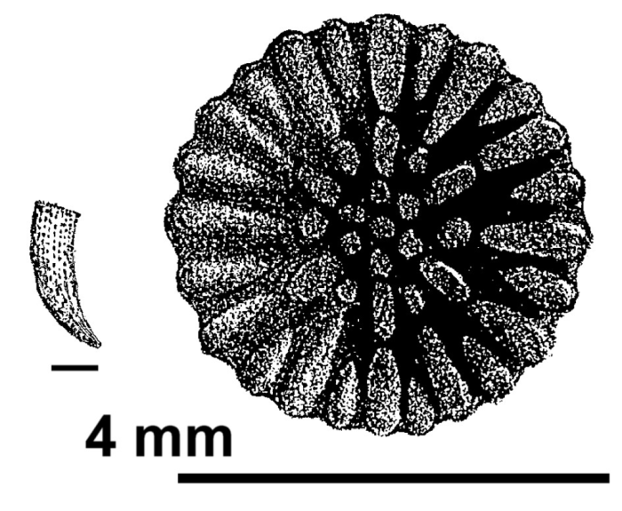 Stephanosmilia perlata de Fromentel,1862, sketch of holotype from de Fromentel (1862)