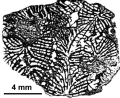 Stiboriopsis jamaicaensis Vaughan, 1899, sketch of holotype from Vaughan (1899)
