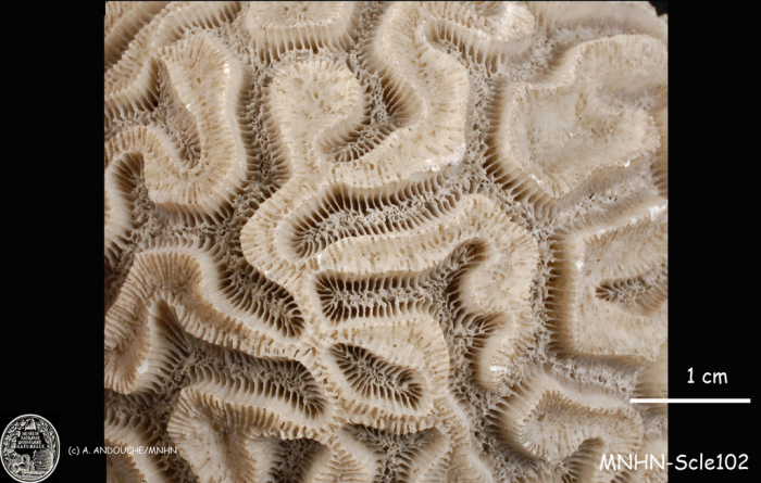 holotype of Meandrina cerebriformis Lamarck holotype of Meandrina cerebriformis Lamarck