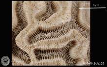 holotype of Meandrina cerebriformis Lamarck