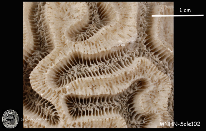 holotype of Meandrina cerebriformis Lamarck holotype of Meandrina cerebriformis Lamarck