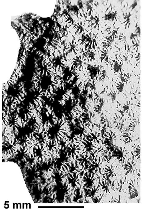 Actinhelia elegans (Goldfuss, 1826), syntype Actinhelia elegans (Goldfuss, 1826), syntype