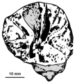 Adkinsella edwardsensis Wells, 1933, sketch of holotype based on Wells (1933 and 1956)