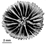 Alveolocyathus nordenskjoeldi Filkorn, 1994, holotype