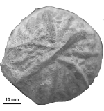 Aspidiscus cristatus (Lamarck, 1801), topotype