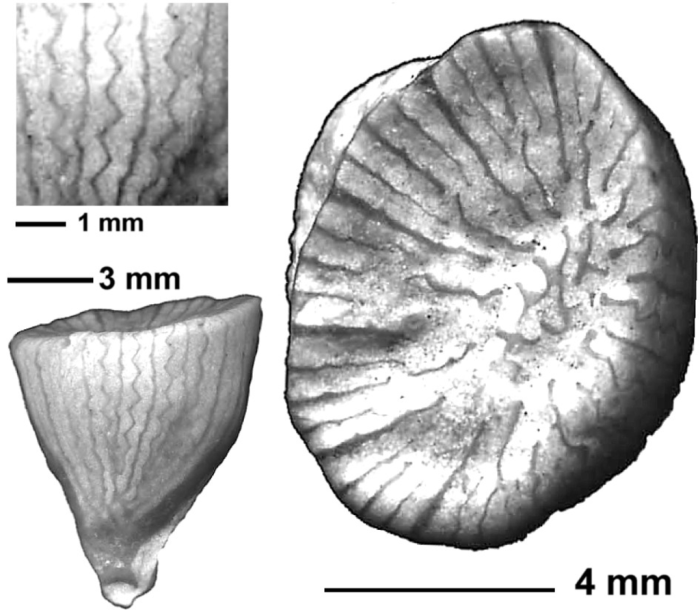 Caryosmilia granosa Wanner, 1902, lectotype