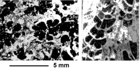 Columellophora velimensis Eliášová,1989, holotype, photographs courtesy Dr. Eliasova