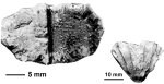 Dasmiopsis lamellicostata (Reuss, 1854), holotype