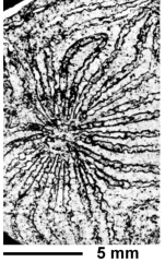 Dimorphastraeopsis bohemica (Eliasova, 199), holotype, photograph courtesy Dr. Eliasova