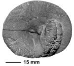 Diploctenium contortum Reuss, 1854, holotype