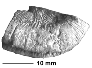 Diploctenium cordatum (Goldfuss, 1827), holotype