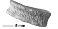 Diploctenium jauberti Alloitesu, 1952, holotype