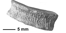 Diploctenium jauberti Alloitesu, 1952, holotype