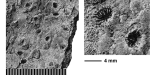 Elasmocoenia explanata (Michelin, 1845), holotype