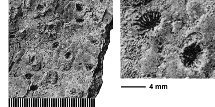 Elasmocoenia explanata (Michelin, 1845), holotype