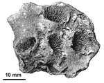 Elasmocoenia michelini Milne Edwards, 1857, ?holotype (specimen of the Michelin coll.)