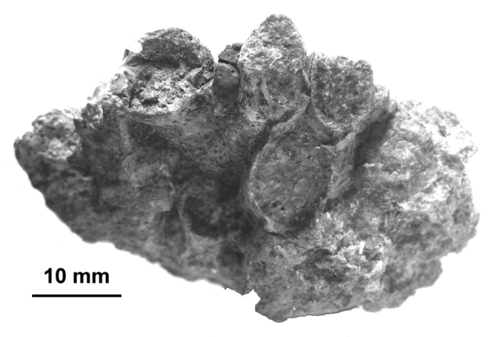 Elasmophyllia gigantea d'Archiardi, 1875, original material, d'Archiardi collection