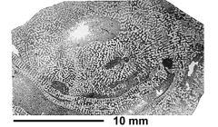 Elephantaria tottoni Wells, 1935, holotype