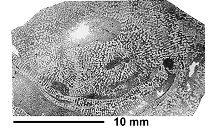 Elephantaria tottoni Wells, 1935, holotype Elephantaria tottoni Wells, 1935, holotype