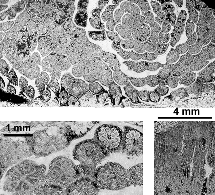 Floriastrea planinensis (Turnsek, 1981), holotype, photograph courtesy Dr. Turnsek Floriastrea planinensis (Turnsek, 1981), holotype, photograph courtesy Dr. Turnsek