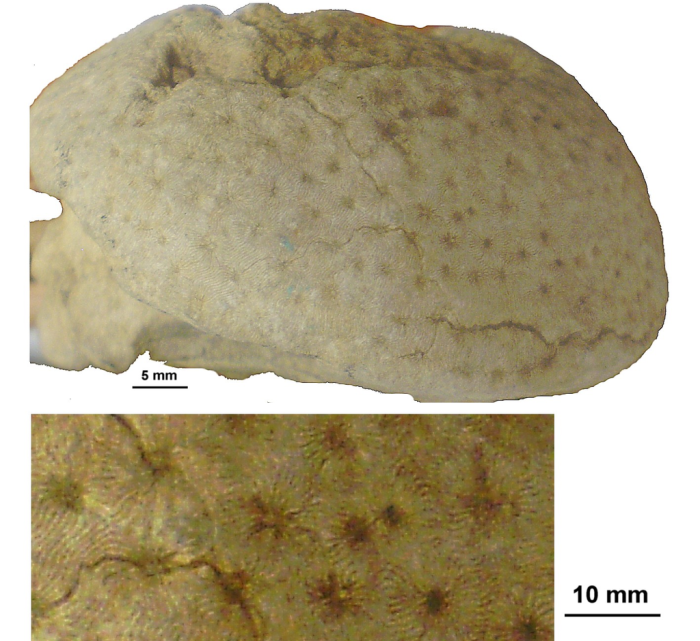 Fungiastraea exigua (Reuss, 1854), syntype