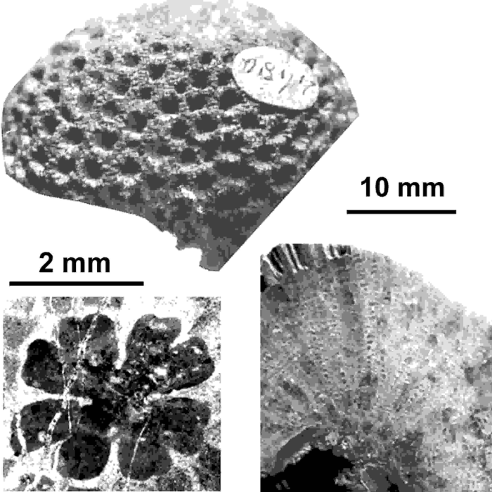 Holocystis elegans Lonsdale, 1850, syntype and thin section from additional localty (Mexico)