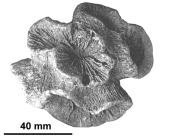 Lasmosmilia lobata (Blainville, 1830), holotype as figured in Alloiteau (1941)