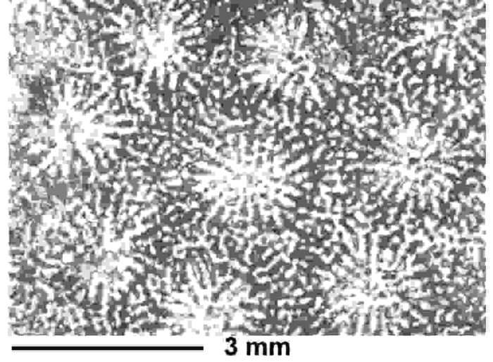 Negoporites michelini (Reuss, 1846), neotype, photograph courtesy Dr. Eliasova