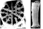 Onchotrochus hatifnatus Stolarski & Eliasova, 1997, holotype, photographs courtesy Dr. Eliasova