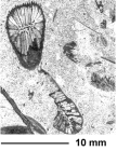 Elasmophyllia gigantea d'Archiardi, 1875